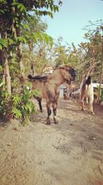 Pemerintah Desa Ngestirejo Berqurban